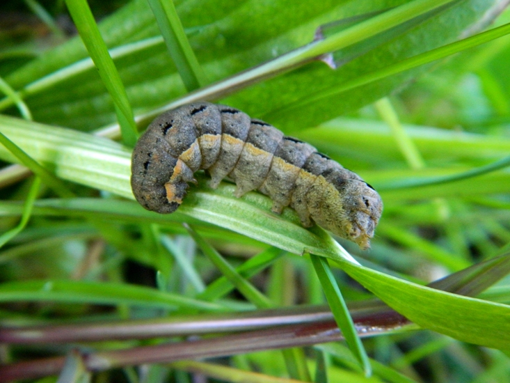 Orthosia (Semiophora) gothica - Noctuidae